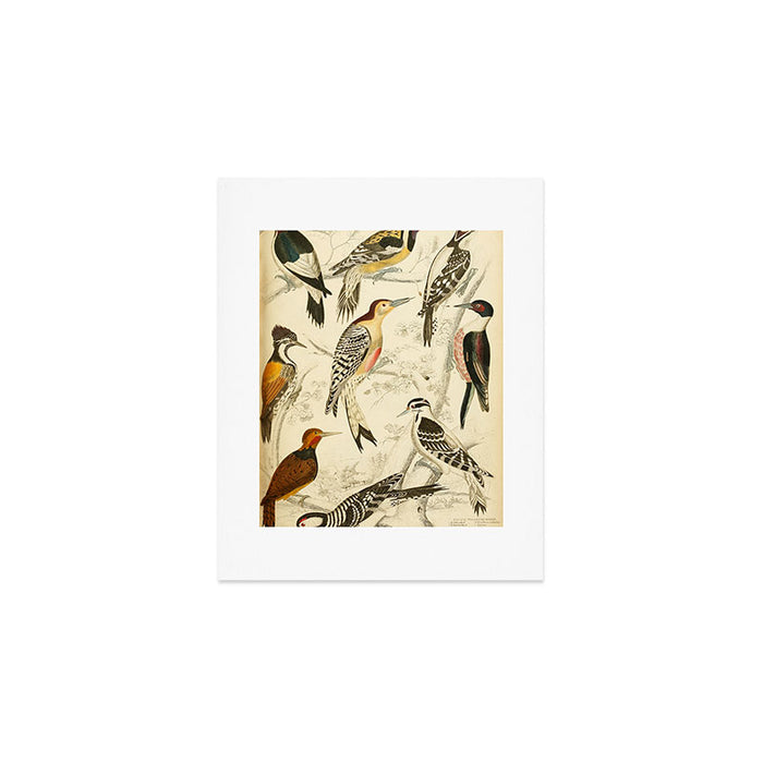 Woodpeckers from The Edinburgh Journal, 1835 (benefitting The Nature Conservancy) Art Print Gallery Image 1