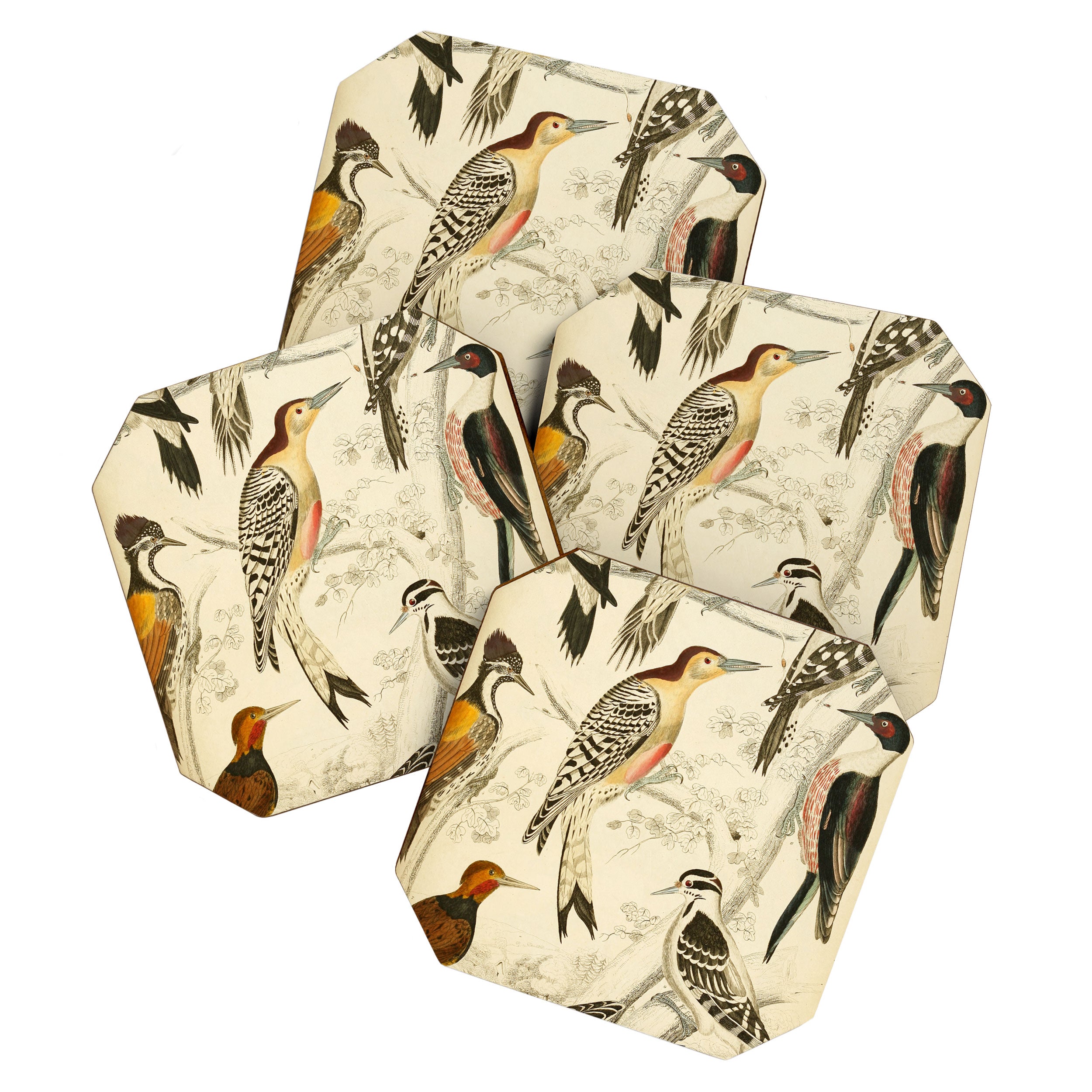 Woodpeckers from The Edinburgh Journal, 1835 (benefitting The Nature Conservancy) Coaster Gallery Image 1