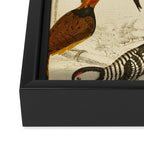 Woodpeckers from The Edinburgh Journal, 1835 (benefitting The Nature Conservancy) Framed Canvas Print Gallery Image 3
