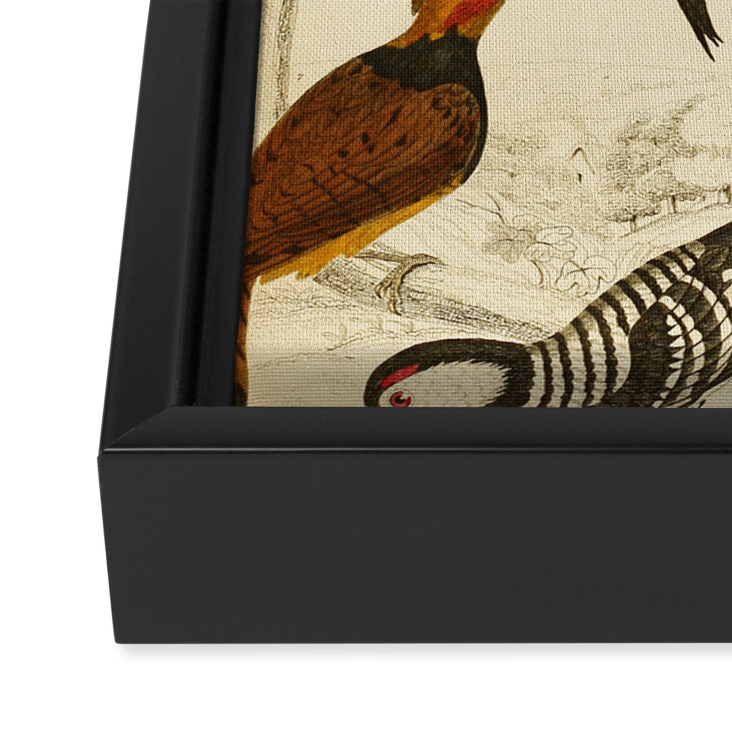 Woodpeckers from The Edinburgh Journal, 1835 (benefitting The Nature Conservancy) Framed Canvas Print Gallery Image 3