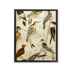Woodpeckers from The Edinburgh Journal, 1835 (benefitting The Nature Conservancy) Framed Canvas Print Gallery Image 6