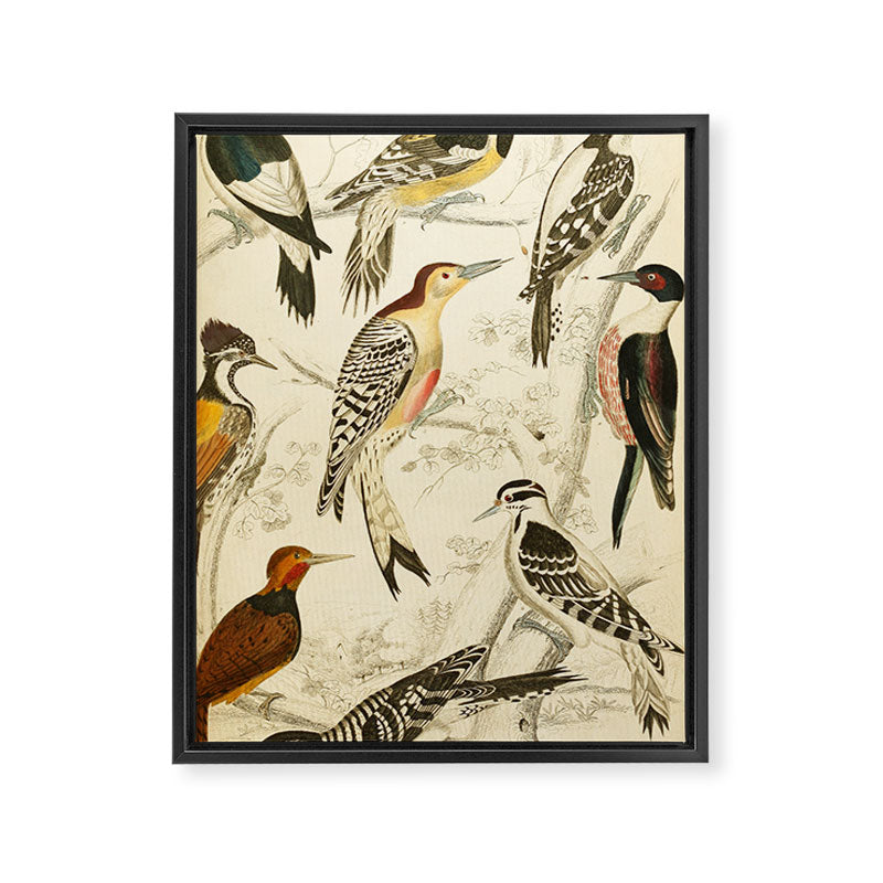 Woodpeckers from The Edinburgh Journal, 1835 (benefitting The Nature Conservancy) Framed Canvas Print Gallery Image 6