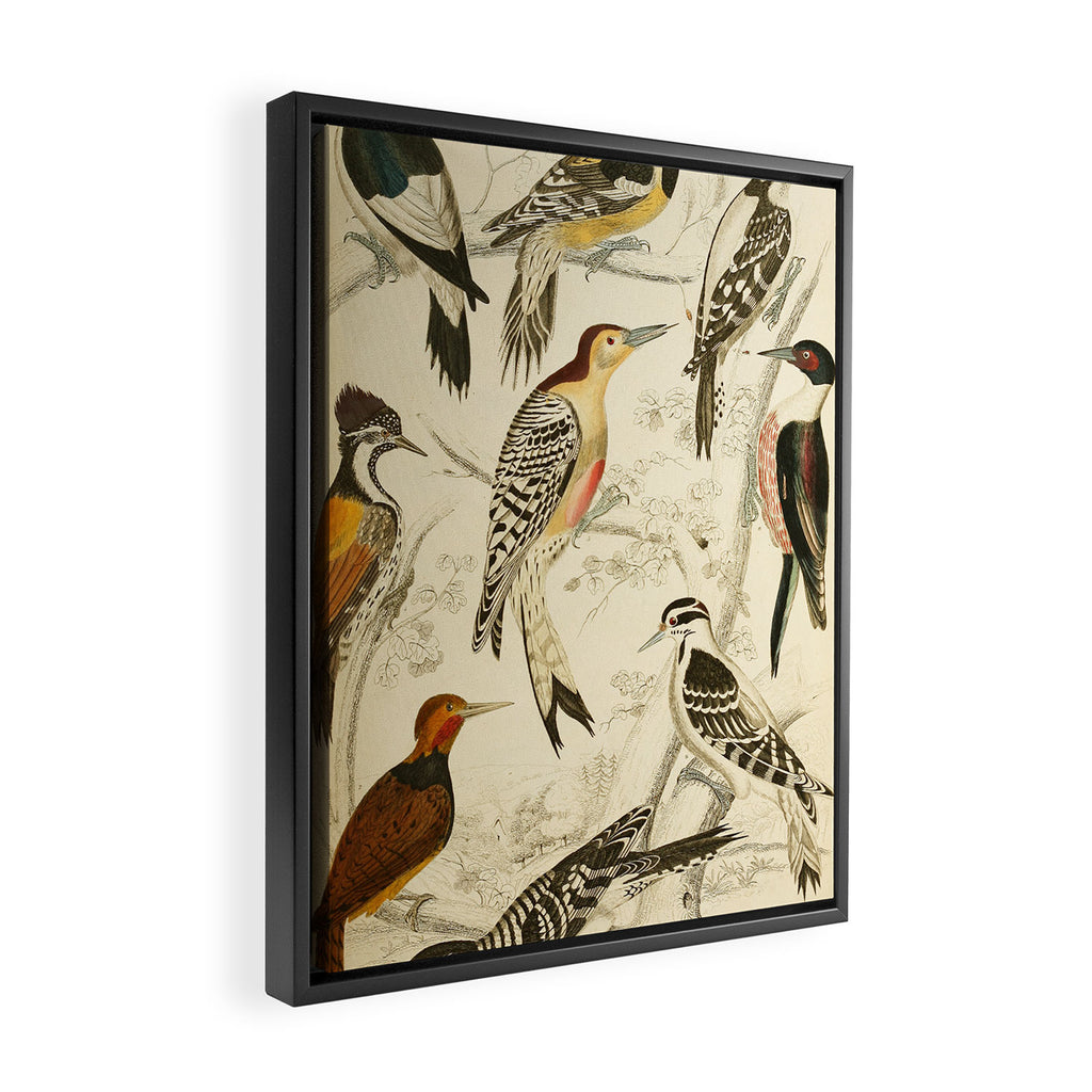 Woodpeckers from The Edinburgh Journal, 1835 (benefitting The Nature Conservancy) Framed Canvas Print Gallery Image 2