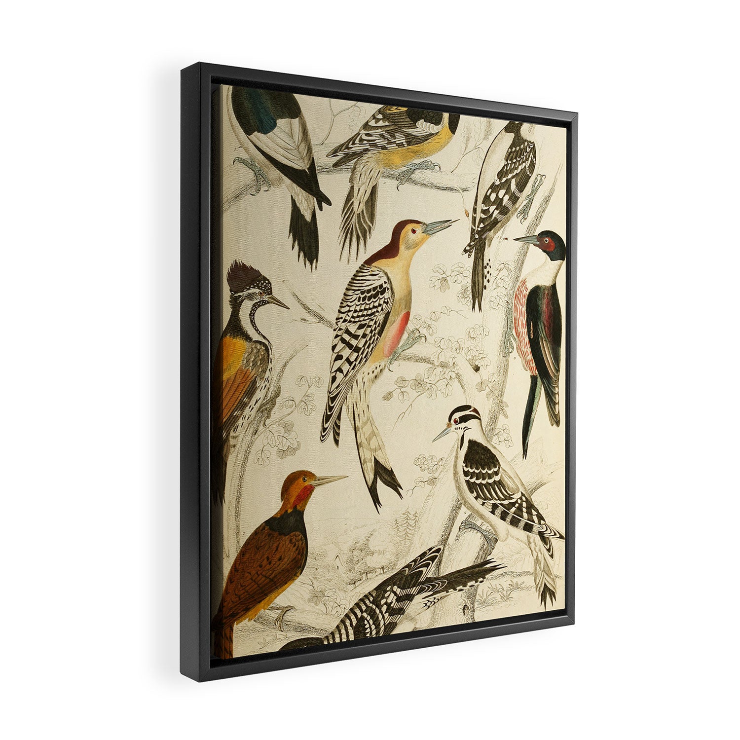 Woodpeckers from The Edinburgh Journal, 1835 (benefitting The Nature Conservancy) Framed Canvas Print Gallery Image 2