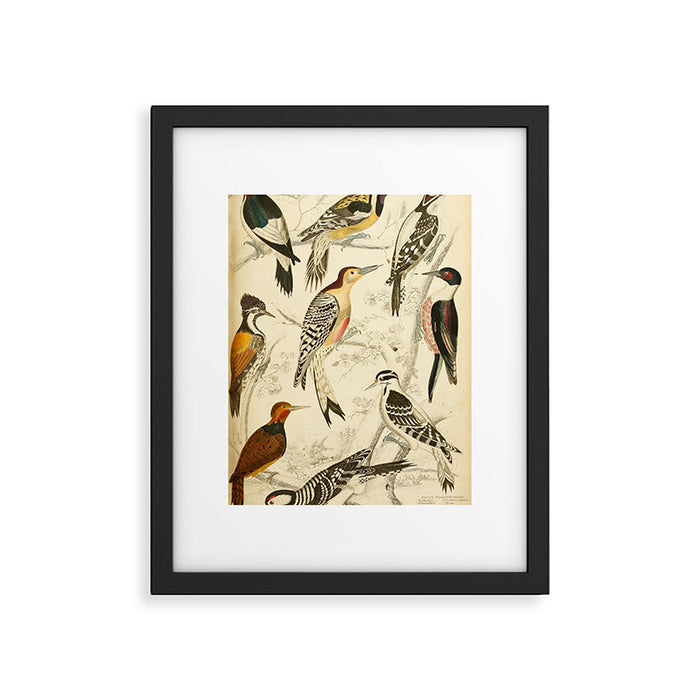 Woodpeckers from The Edinburgh Journal, 1835 (benefitting The Nature Conservancy) Framed Art Print Gallery Image 1