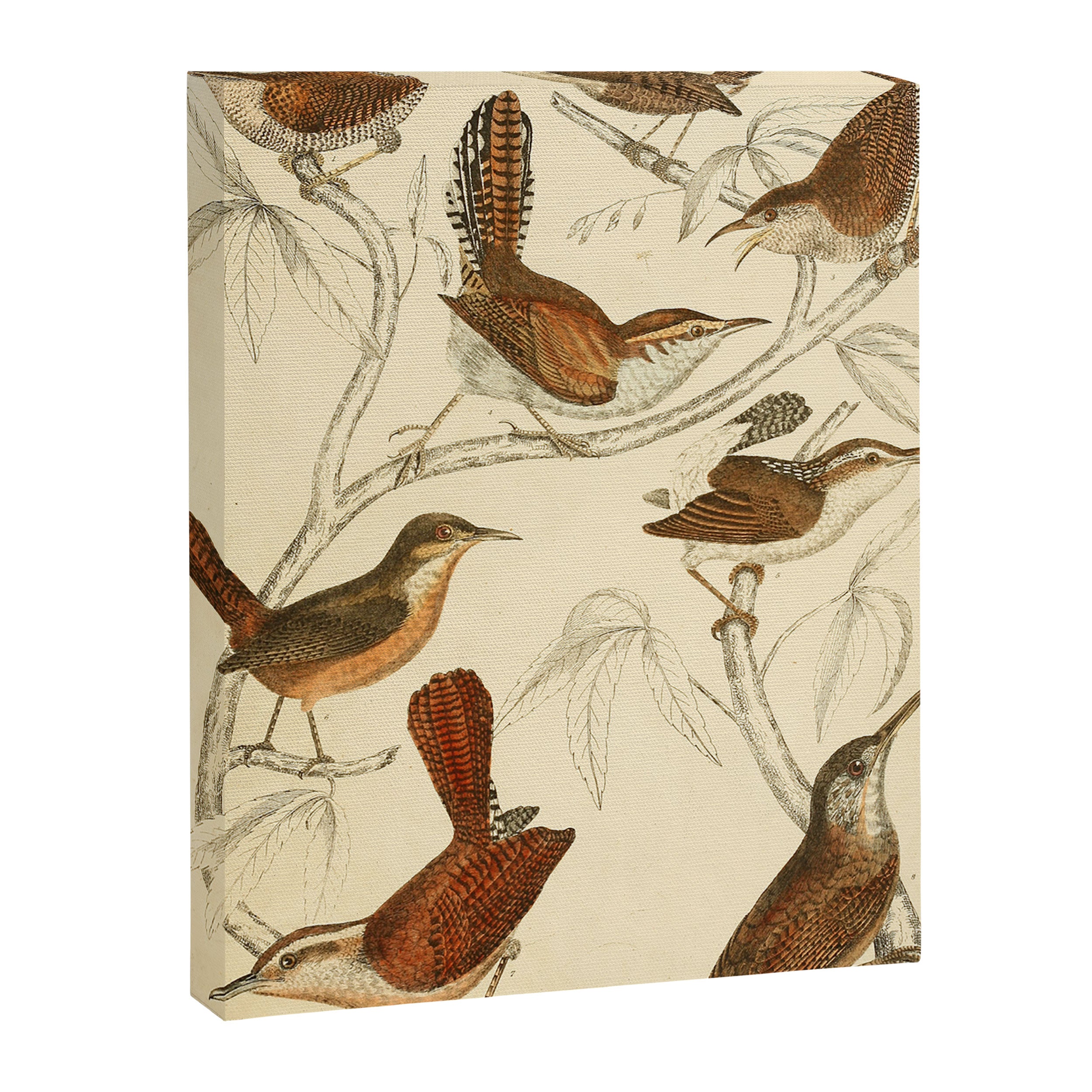Wrens from The Edinburgh Journal, 1835 (benefitting The Nature Conservancy) Canvas Print Gallery Image 6