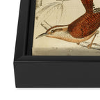 Wrens from The Edinburgh Journal, 1835 (benefitting The Nature Conservancy) Framed Canvas Print Gallery Image 3