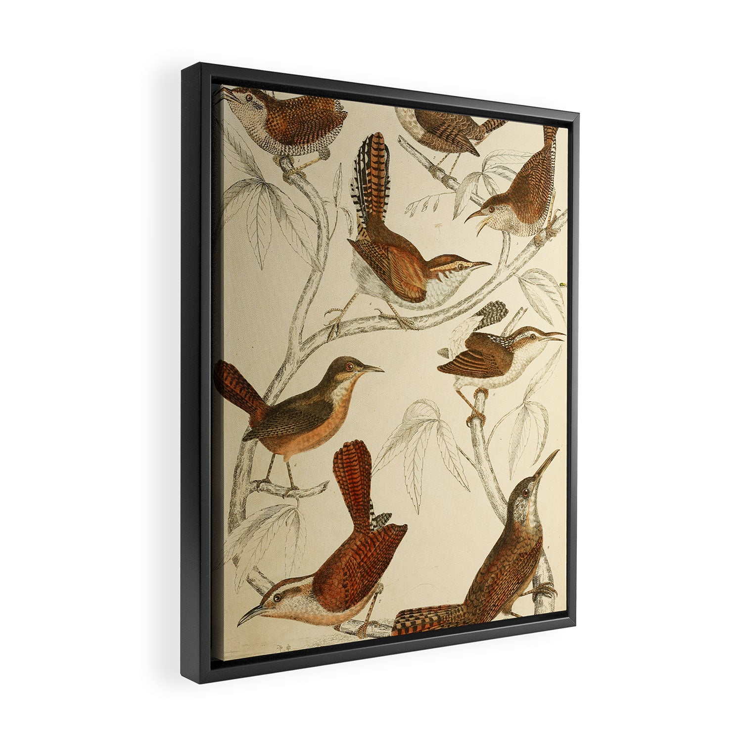Wrens from The Edinburgh Journal, 1835 (benefitting The Nature Conservancy) Framed Canvas Print Gallery Image 2