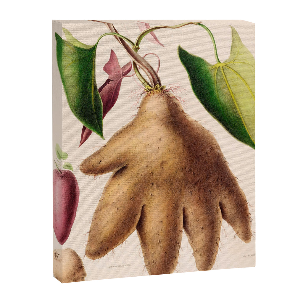 Yam from "Flore dâAmÃ©rique" by Ãtienne Denisse, 1840s Canvas Print Gallery Image 6