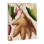 Yam from "Flore dâAmÃ©rique" by Ãtienne Denisse, 1840s Canvas Print Gallery Image 6