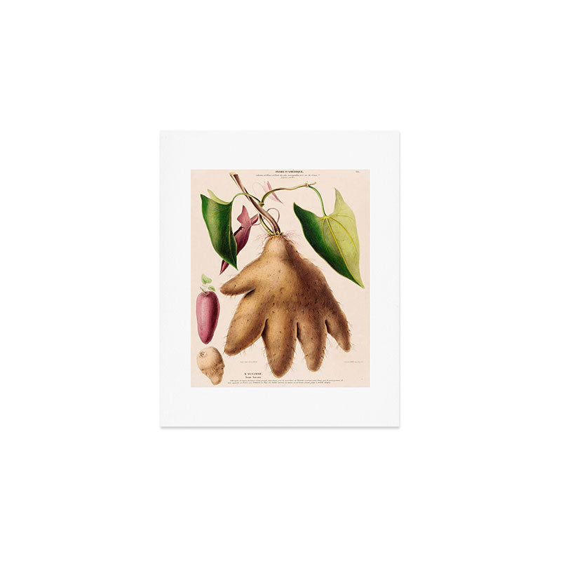 Yam from "Flore dâAmÃ©rique" by Ãtienne Denisse, 1840s Art Print Gallery Image 1