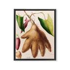 Yam from "Flore dâAmÃ©rique" by Ãtienne Denisse, 1840s Framed Canvas Print Gallery Image 6