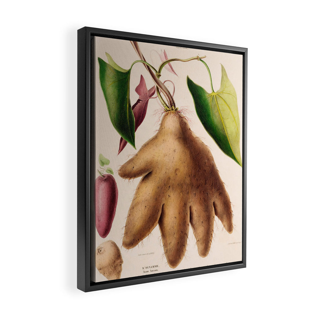 Yam from "Flore dâAmÃ©rique" by Ãtienne Denisse, 1840s Framed Canvas Print Gallery Image 2