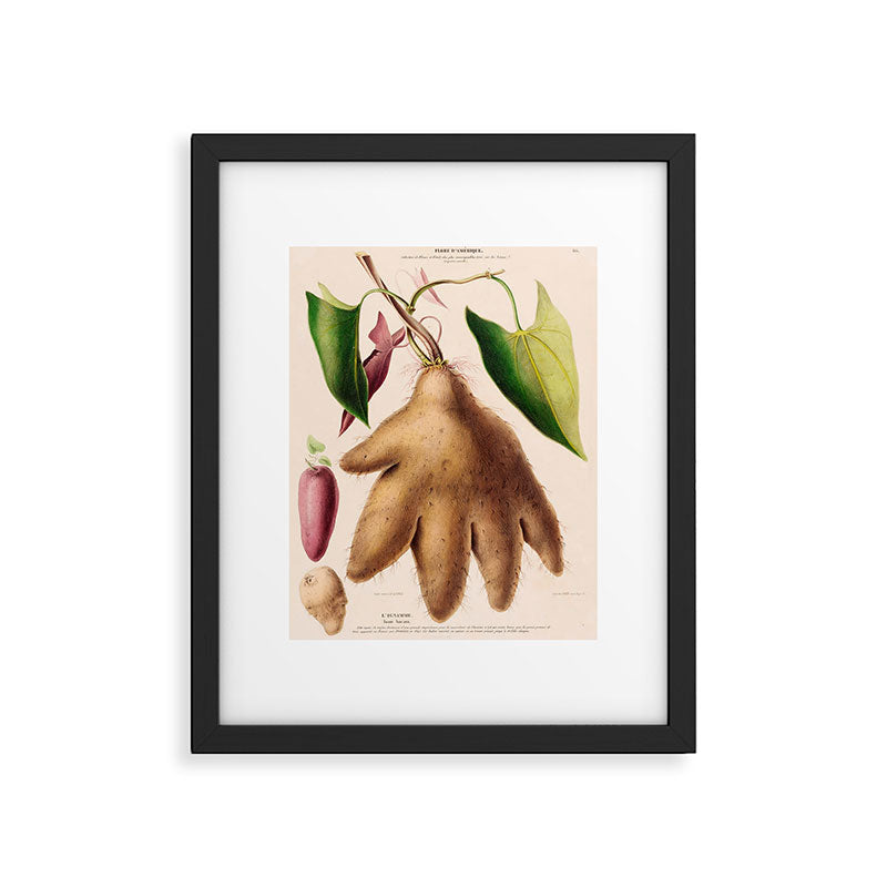 Yam from "Flore dâAmÃ©rique" by Ãtienne Denisse, 1840s Framed Art Print Gallery Image 5