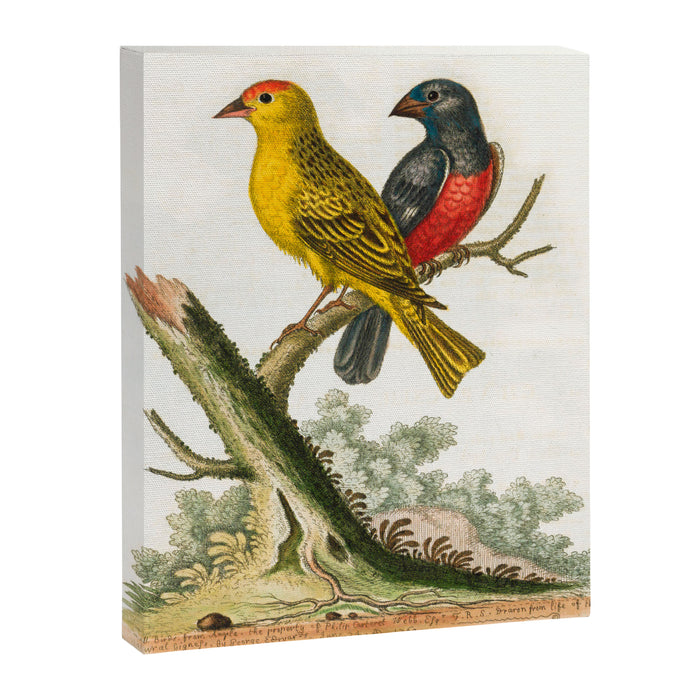 Yellow red-pole and black gros-beak by George Edwards, 1761 (benefiting The Nature Conservancy) Canvas Print Gallery Image 1