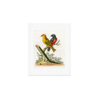 Yellow red-pole and black gros-beak by George Edwards, 1761 (benefiting The Nature Conservancy) Art Print Gallery Image 1