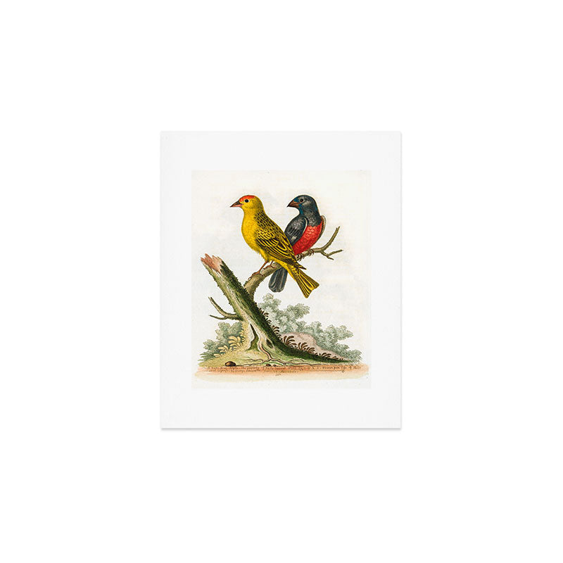Yellow red-pole and black gros-beak by George Edwards, 1761 (benefiting The Nature Conservancy) Art Print Gallery Image 1