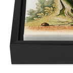 Yellow red-pole and black gros-beak by George Edwards, 1761 (benefiting The Nature Conservancy) Framed Canvas Print Gallery Image 3