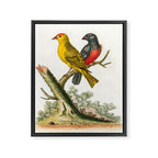 Yellow red-pole and black gros-beak by George Edwards, 1761 (benefiting The Nature Conservancy) Framed Canvas Print Gallery Image 6