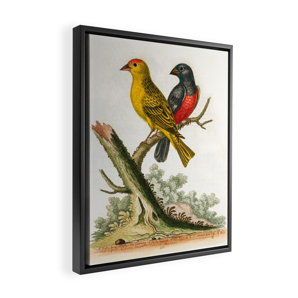 Yellow red-pole and black gros-beak by George Edwards, 1761 (benefiting The Nature Conservancy) Framed Canvas Print Gallery Image 2
