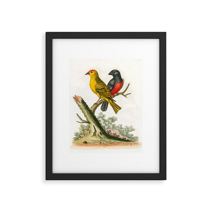 Yellow red-pole and black gros-beak by George Edwards, 1761 (benefiting The Nature Conservancy) Framed Art Print Gallery Image 1