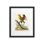 Yellow red-pole and black gros-beak by George Edwards, 1761 (benefiting The Nature Conservancy) Framed Art Print Gallery Image 5