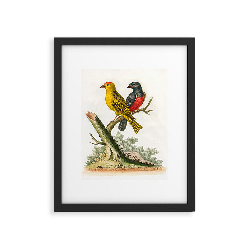 Yellow red-pole and black gros-beak by George Edwards, 1761 (benefiting The Nature Conservancy) Framed Art Print Gallery Image 5