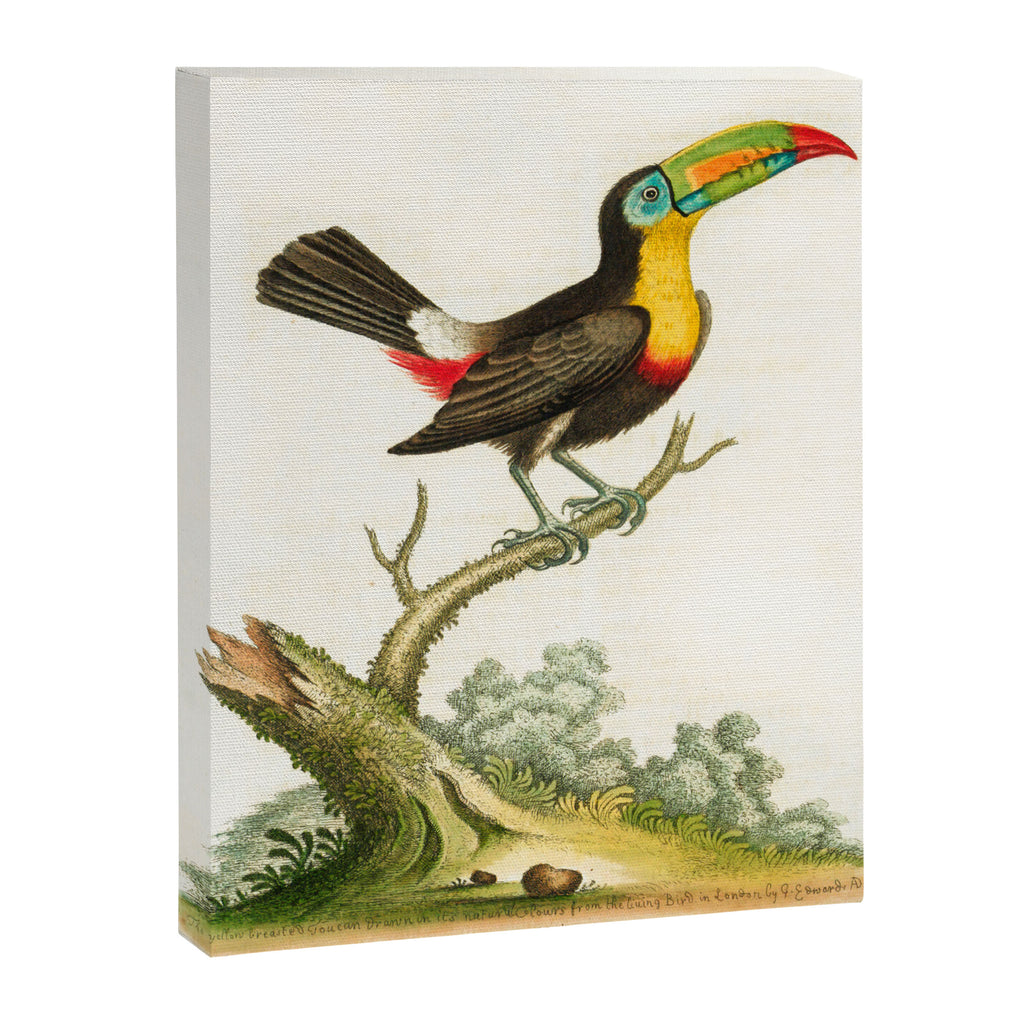 Yellow-breasted toucan by George Edwards, 1761 (benefiting The Nature Conservancy) Canvas Print Gallery Image 6