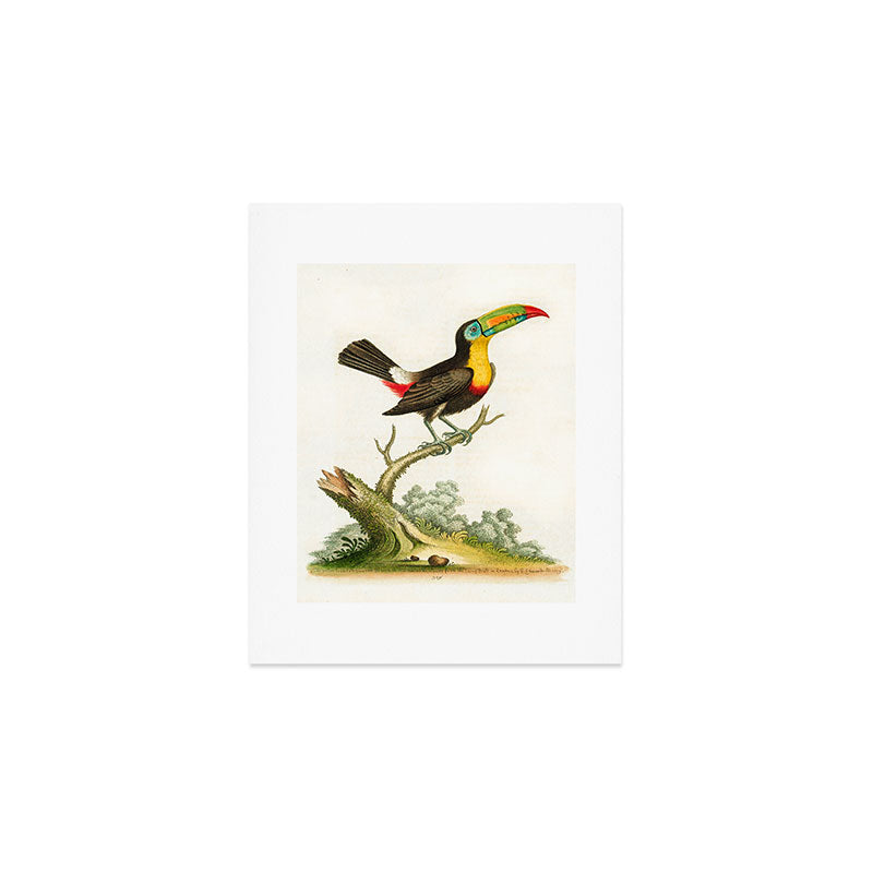 Yellow-breasted toucan by George Edwards, 1761 (benefiting The Nature Conservancy) Art Print Gallery Image 1