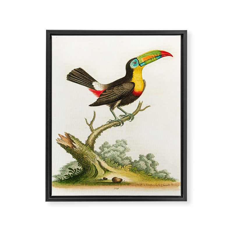 Yellow-breasted toucan by George Edwards, 1761 (benefiting The Nature Conservancy) Framed Canvas Print Gallery Image 6