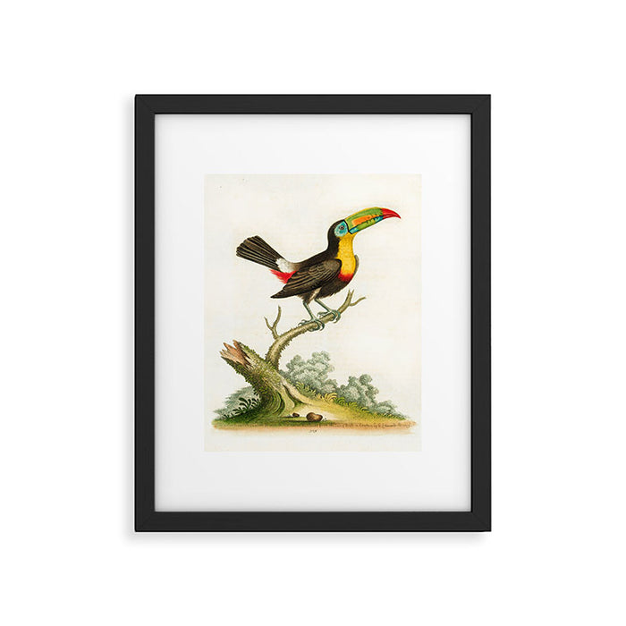 Yellow-breasted toucan by George Edwards, 1761 (benefiting The Nature Conservancy) Framed Art Print Gallery Image 1