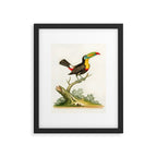 Yellow-breasted toucan by George Edwards, 1761 (benefiting The Nature Conservancy) Framed Art Print Gallery Image 5