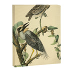 Yellow-crowned night heron by John Hames Audubon, 1840 (benefitting The Audubon Society) Canvas Print Gallery Image 6
