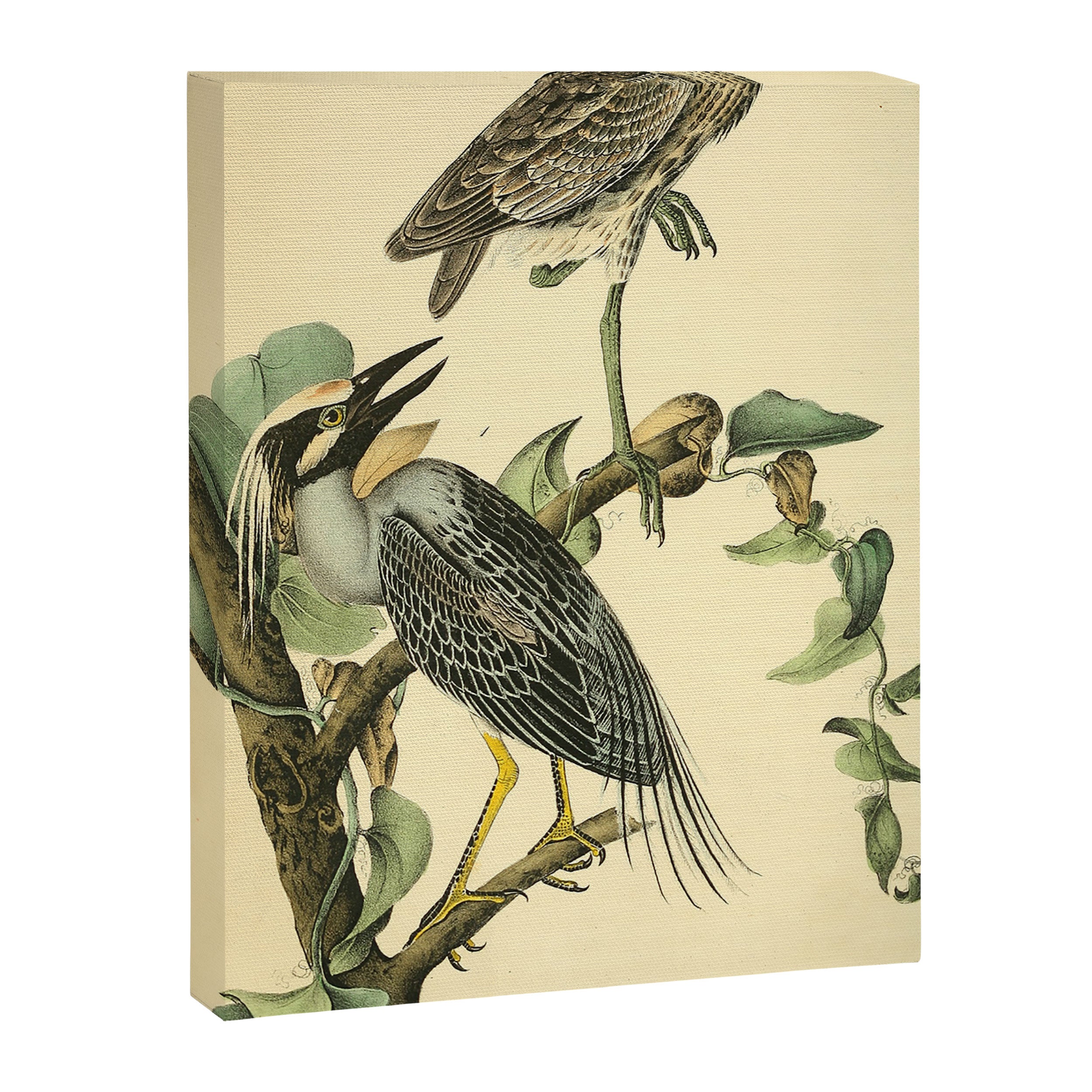 Yellow-crowned night heron by John Hames Audubon, 1840 (benefitting The Audubon Society) Canvas Print Gallery Image 6