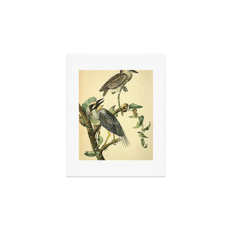 Yellow-crowned night heron by John Hames Audubon, 1840 (benefitting The Audubon Society) Art Print Gallery Image 1