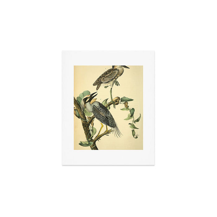 Yellow-crowned night heron by John Hames Audubon, 1840 (benefitting The Audubon Society) Art Print Gallery Image 1