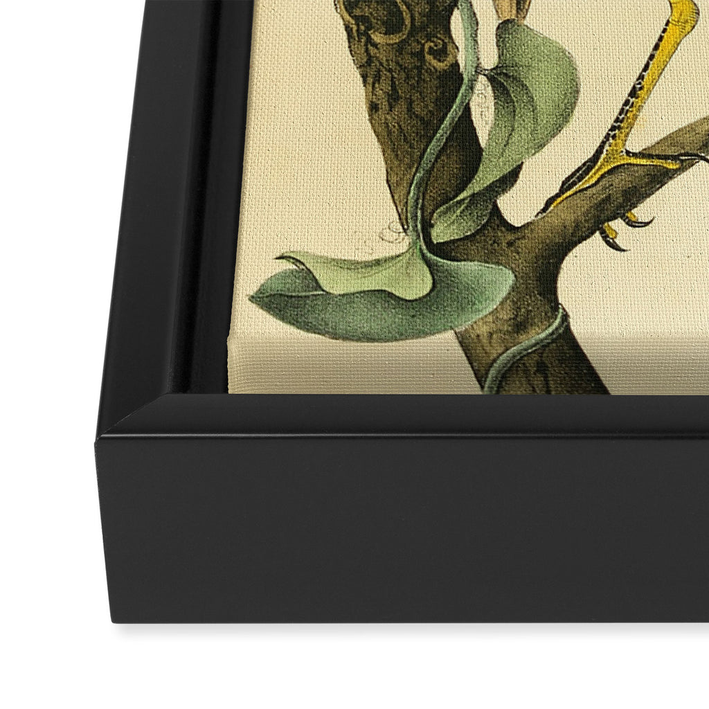 Yellow-crowned night heron by John Hames Audubon, 1840 (benefitting The Audubon Society) Framed Canvas Print Gallery Image 3