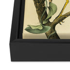 Yellow-crowned night heron by John Hames Audubon, 1840 (benefitting The Audubon Society) Framed Canvas Print Gallery Image 3