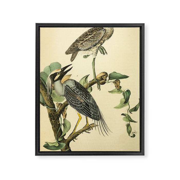 Yellow-crowned night heron by John Hames Audubon, 1840 (benefitting The Audubon Society) Framed Canvas Print Gallery Image 1