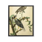Yellow-crowned night heron by John Hames Audubon, 1840 (benefitting The Audubon Society) Framed Canvas Print Gallery Image 6