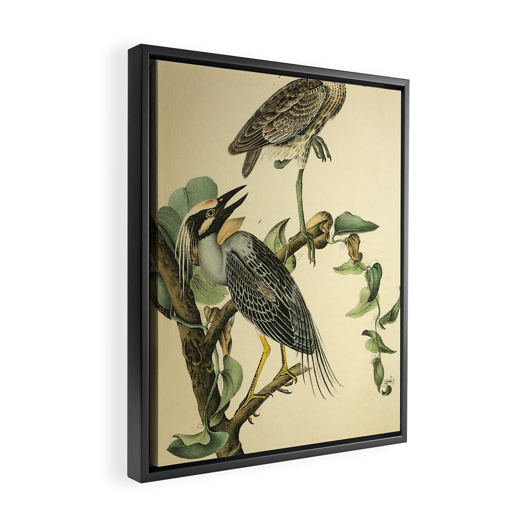 Yellow-crowned night heron by John Hames Audubon, 1840 (benefitting The Audubon Society) Framed Canvas Print Gallery Image 2