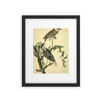 Yellow-crowned night heron by John Hames Audubon, 1840 (benefitting The Audubon Society) Framed Art Print Gallery Image 5