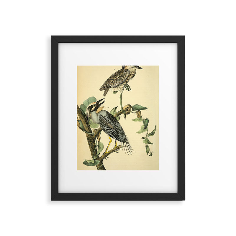 Yellow-crowned night heron by John Hames Audubon, 1840 (benefitting The Audubon Society) Framed Art Print Gallery Image 5