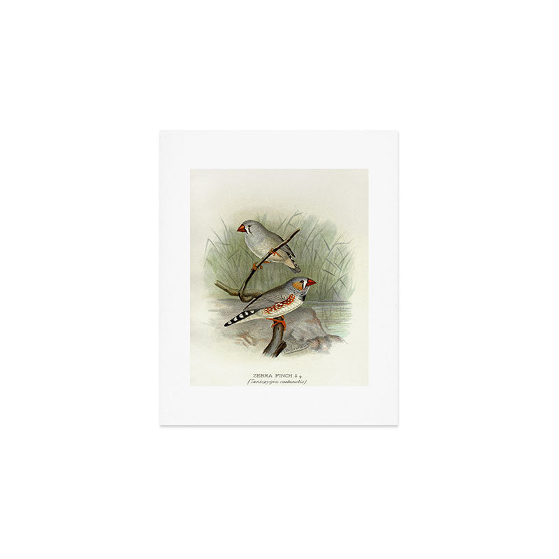 Zebra finch by F. W. Frohawk, 1899 (benefitting The Audubon Society) Art Print Gallery Image 1