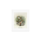 Zebra finch by F. W. Frohawk, 1899 (benefitting The Audubon Society) Art Print Gallery Image 1