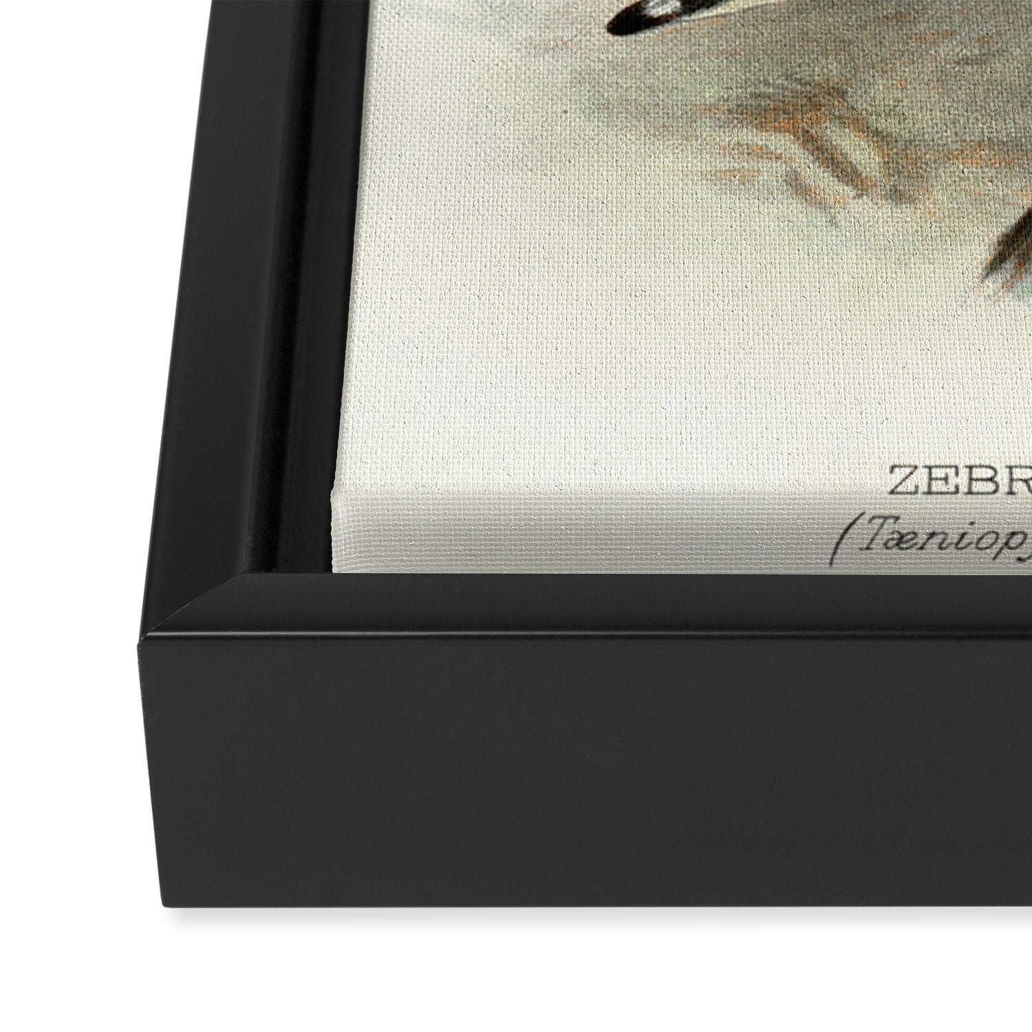 Zebra finch by F. W. Frohawk, 1899 (benefitting The Audubon Society) Framed Canvas Print Gallery Image 3