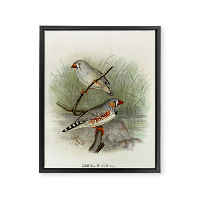 Zebra finch by F. W. Frohawk, 1899 (benefitting The Audubon Society) Framed Canvas Print Gallery Image 1
