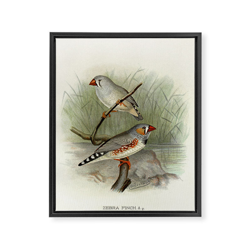 Zebra finch by F. W. Frohawk, 1899 (benefitting The Audubon Society) Framed Canvas Print Gallery Image 6