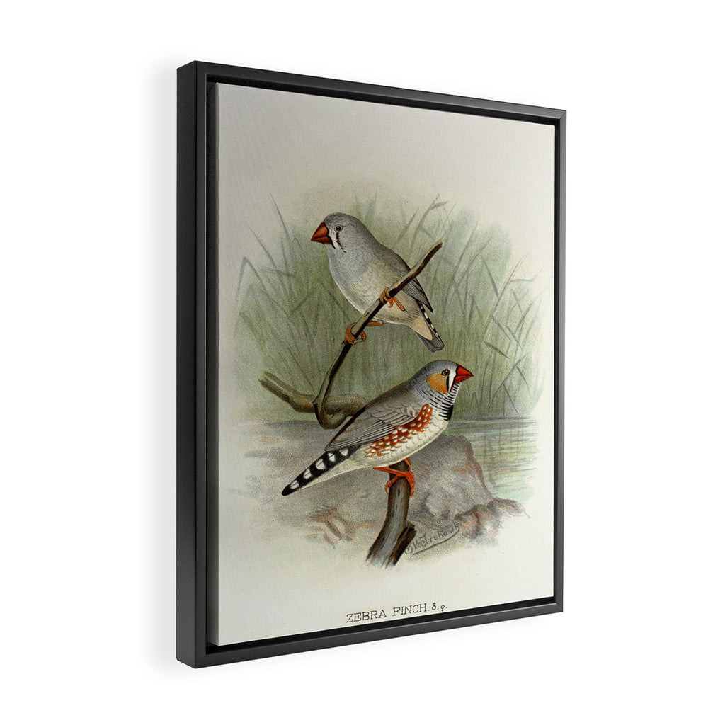 Zebra finch by F. W. Frohawk, 1899 (benefitting The Audubon Society) Framed Canvas Print Gallery Image 2