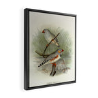 Zebra finch by F. W. Frohawk, 1899 (benefitting The Audubon Society) Framed Canvas Print Gallery Image 2